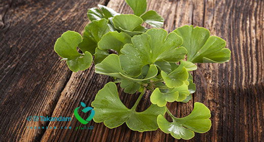ginkgo-benefits-2