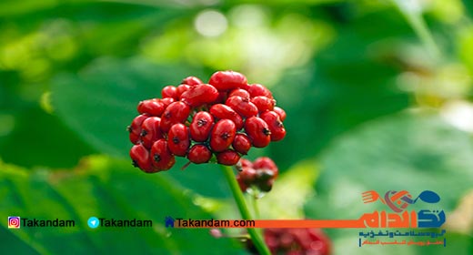 ginseng-benefits-ginseng-flower