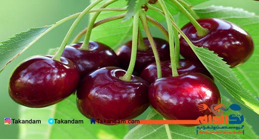 gout-cherry