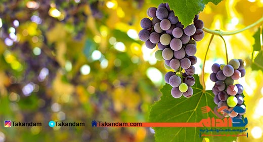 grape-diet-2