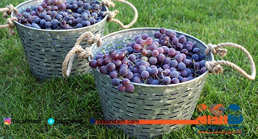 grape-diet-5