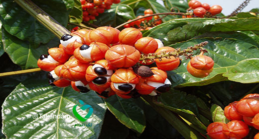 guarana-benefits-1