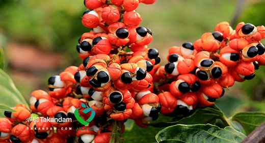 guarana-benefits-2