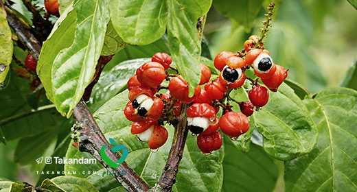 guarana-benefits-5