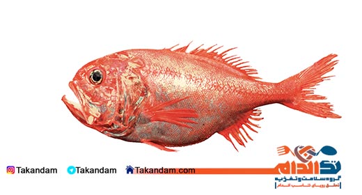 healthy-fishes-roughy-fish
