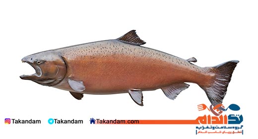 healthy-fishes-salmon