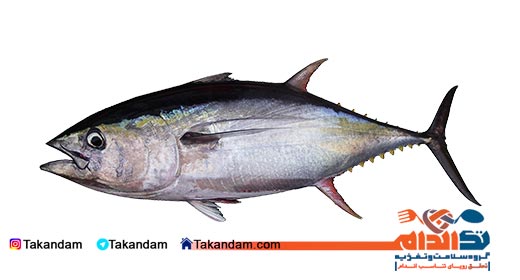 healthy-fishes-yellow-fin