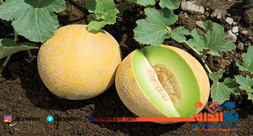 home-remedies-for-hypertension-melon