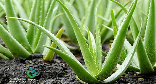home-treatment-for-reflux-aloevera