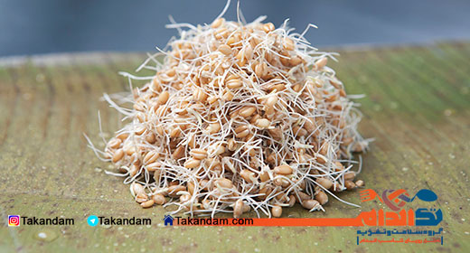 how-to-prevent-wrinkle-wheat-sprout