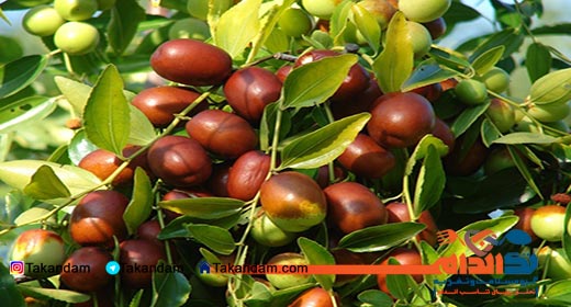 jujube-and-weight-loss-2