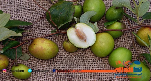 jujube-and-weight-loss-5