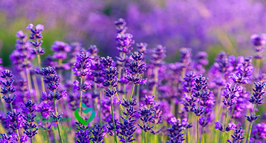 lavender-benefits-4