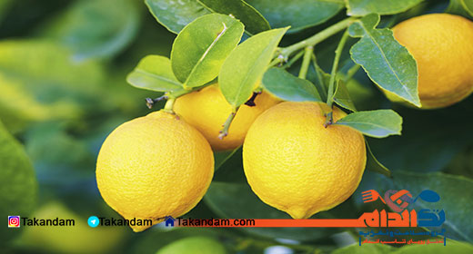 lemon-diet-1