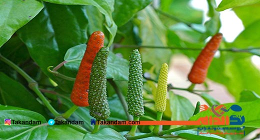 long-pepper-benefits-7