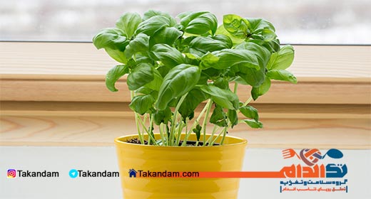 natural-increase-in-breast-milk-basil