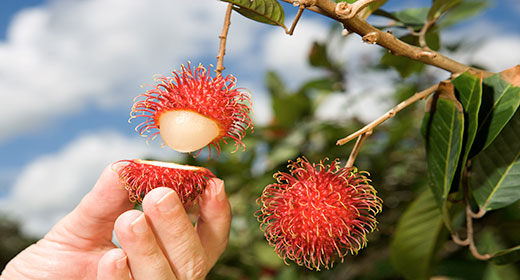 rambutan-benefits-4