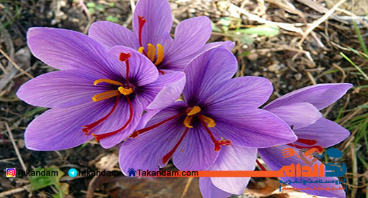 saffron-benefits-11