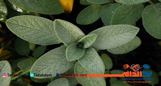 sage-benefits-1