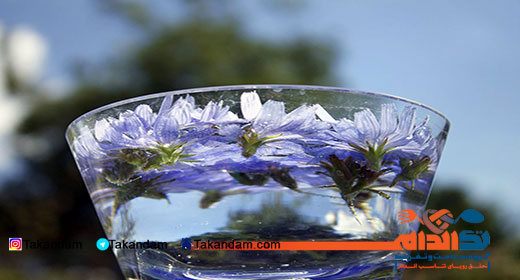 sekanjabin-chicory-benefits-drink