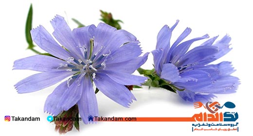 sore-throat-remedy-chicory