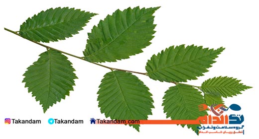 sore-throat-remedy-elm