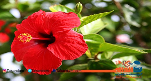 sore-throat-remedy-khatmi