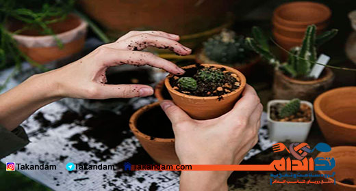 stress-anxiety-remedy-gardening