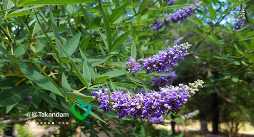 vitex-chaste-tree-benefits-bloom