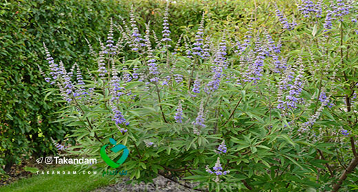 vitex-chaste-tree-benefits-flower