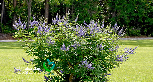 vitex-chaste-tree-benefits-plant