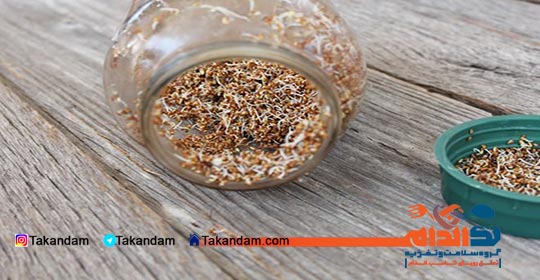 wheat-germ-benefits-germ