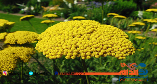 yarrow-benefits-5
