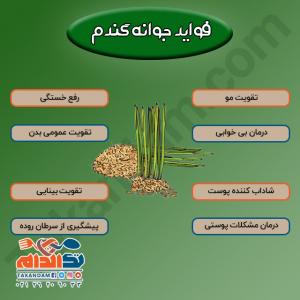 فواید جوانه گندم