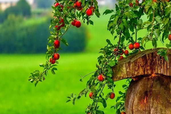 با مصرف سیب به دکتر احتیاج نخواهید داشت