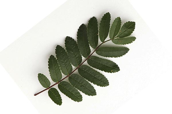 خواص گیاه زبان گنجشک