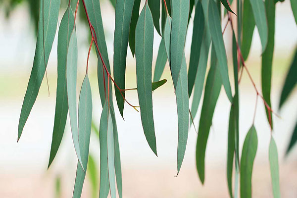 خواص اکالیپتوس