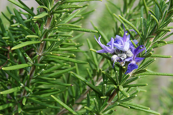 رزماری گیاهی معطر با خواص خارق العاده